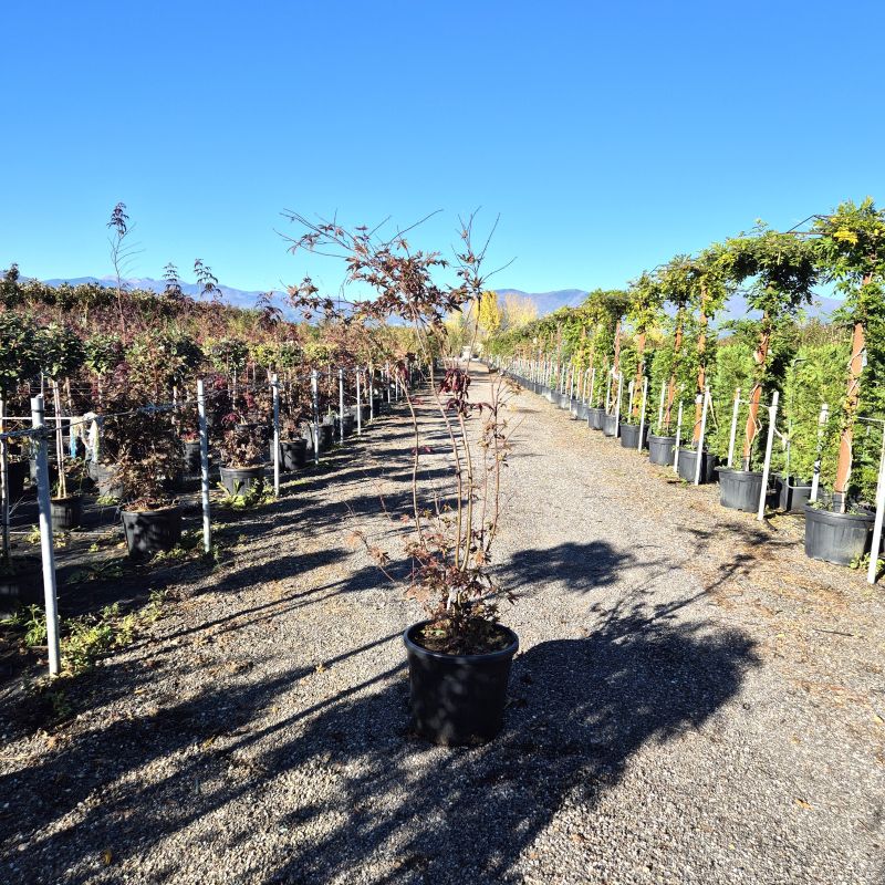 Click on the picture to zoom