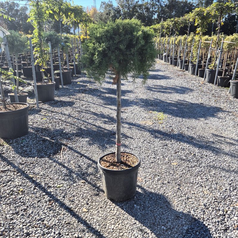 Click on the picture to zoom