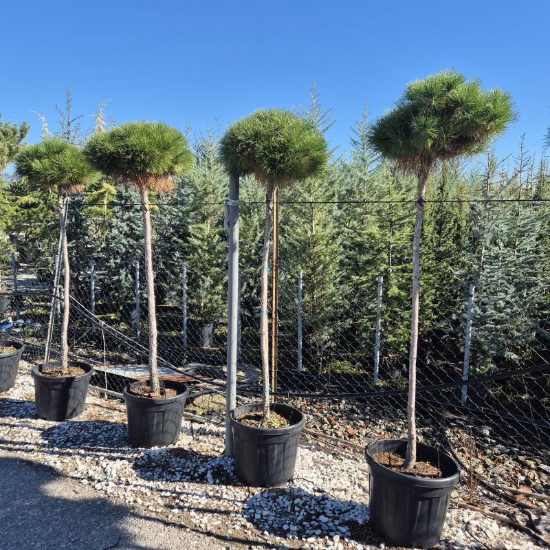 Clicca sulla foto per lo zoom