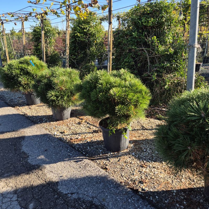 Click on the picture to zoom