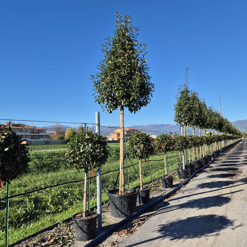 Clicca sulla foto per lo zoom