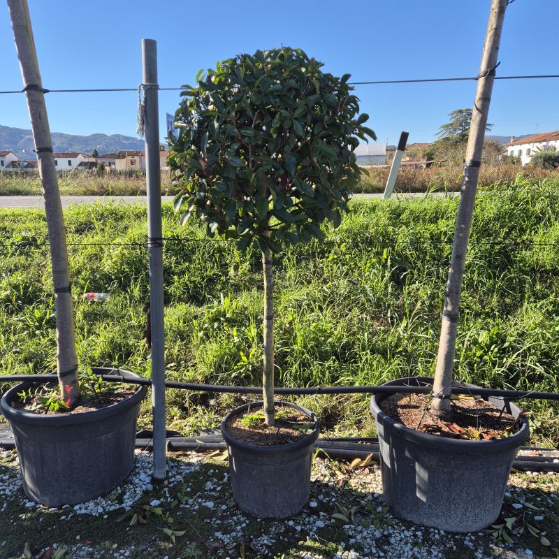 Clicca sulla foto per lo zoom