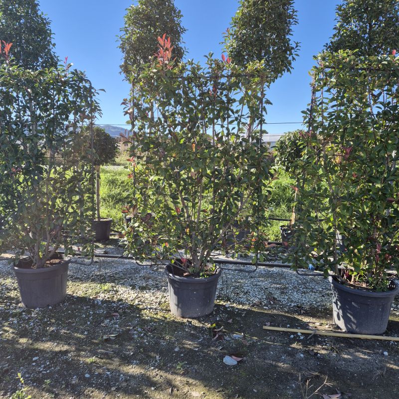 Clicca sulla foto per lo zoom