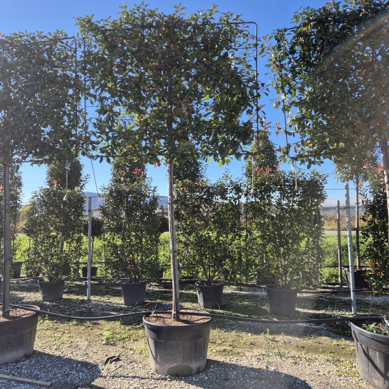 Cliquez sur la photo pour visualiser la présentation