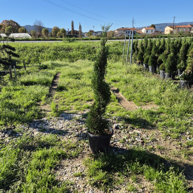 Clicca sulla foto per lo zoom