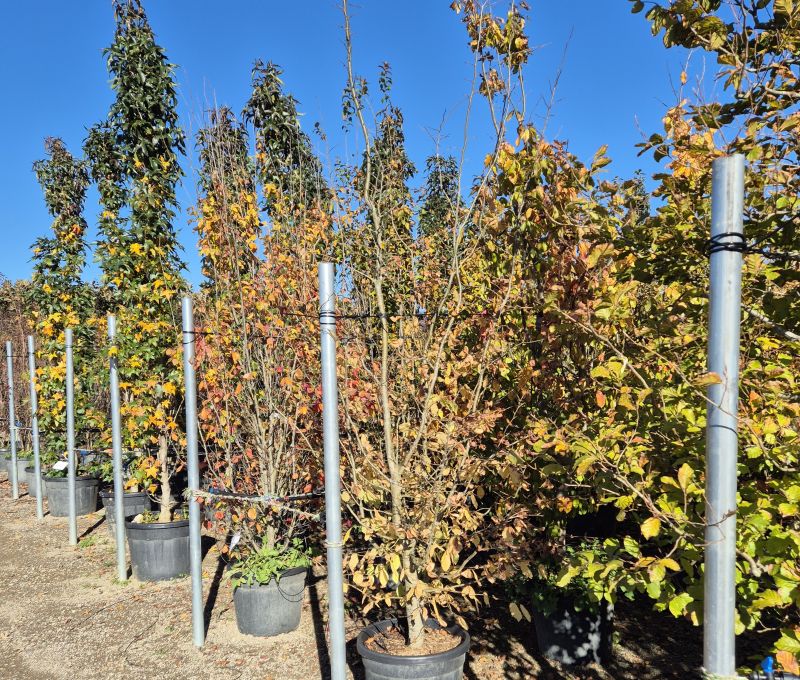 Das Bild klicken für Imagevergrößerung