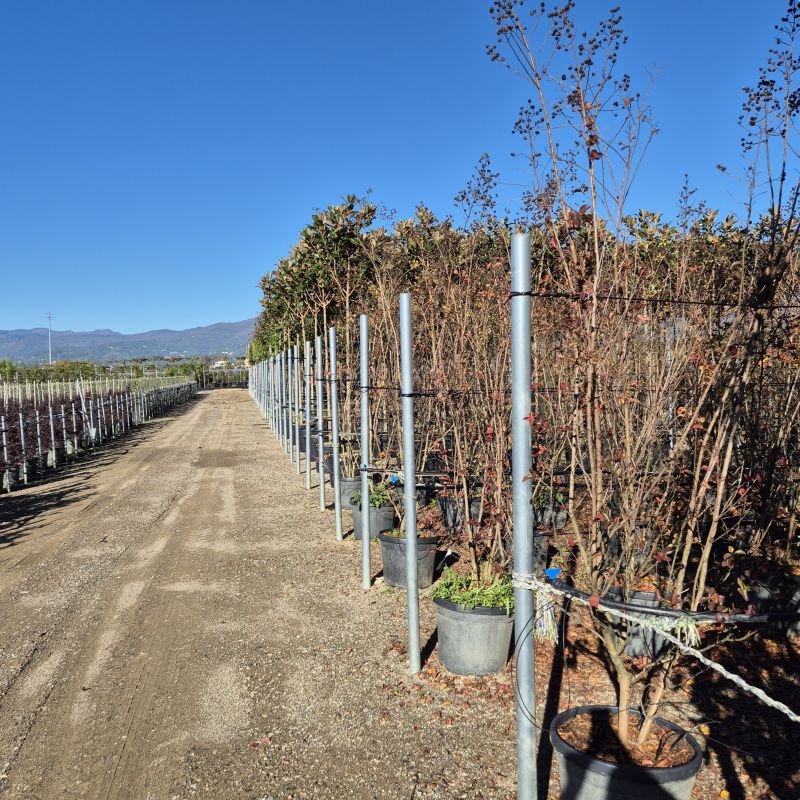 Clicca sulla foto per lo zoom