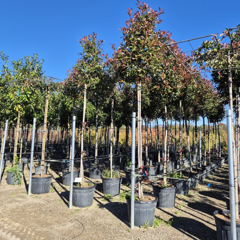 Cliquez sur la photo pour visualiser la présentation