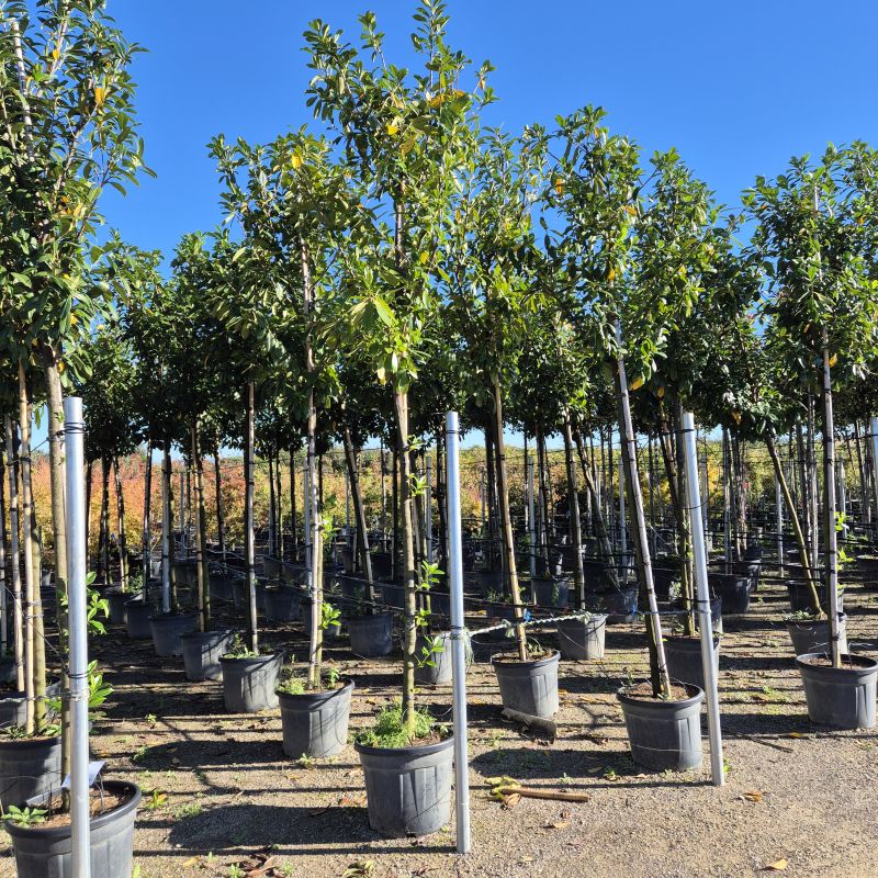 Das Bild klicken für Imagevergrößerung