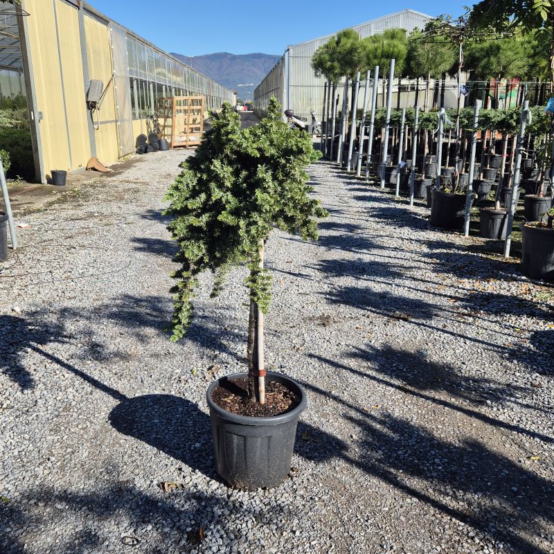 Clicca sulla foto per lo zoom