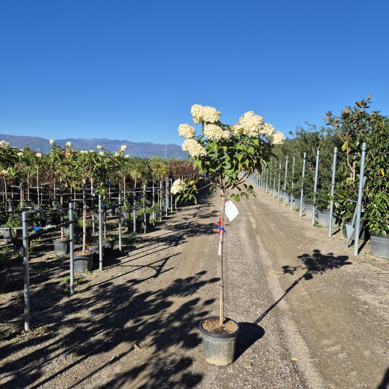 Clicca sulla foto per lo zoom