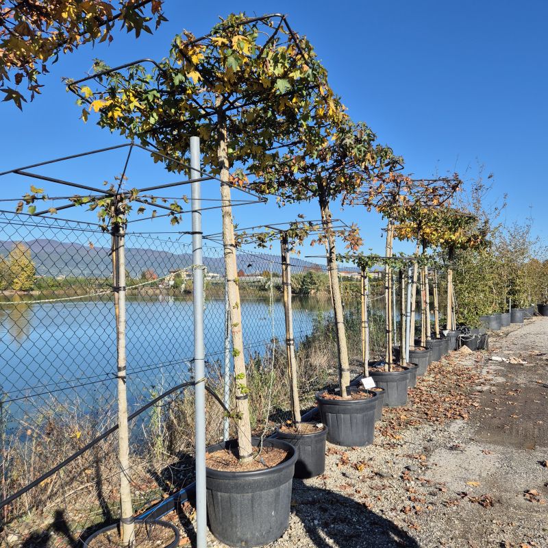 Click on the picture to zoom