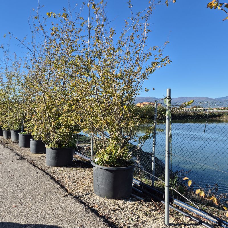 Click on the picture to zoom