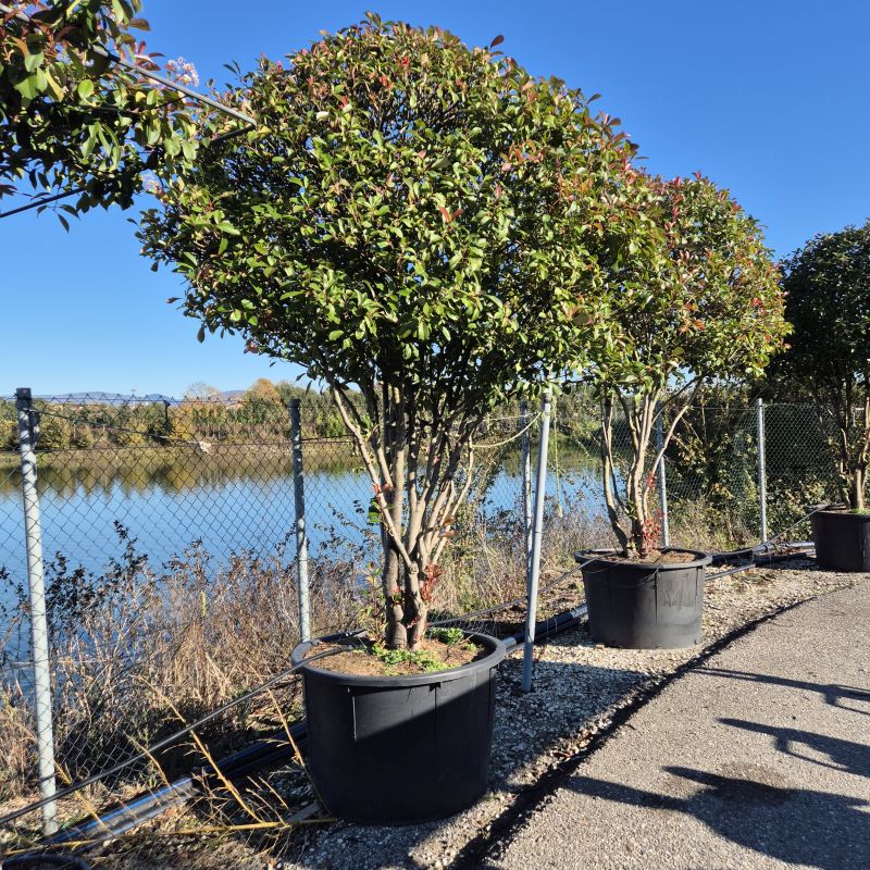 Cliquez sur la photo pour visualiser la présentation