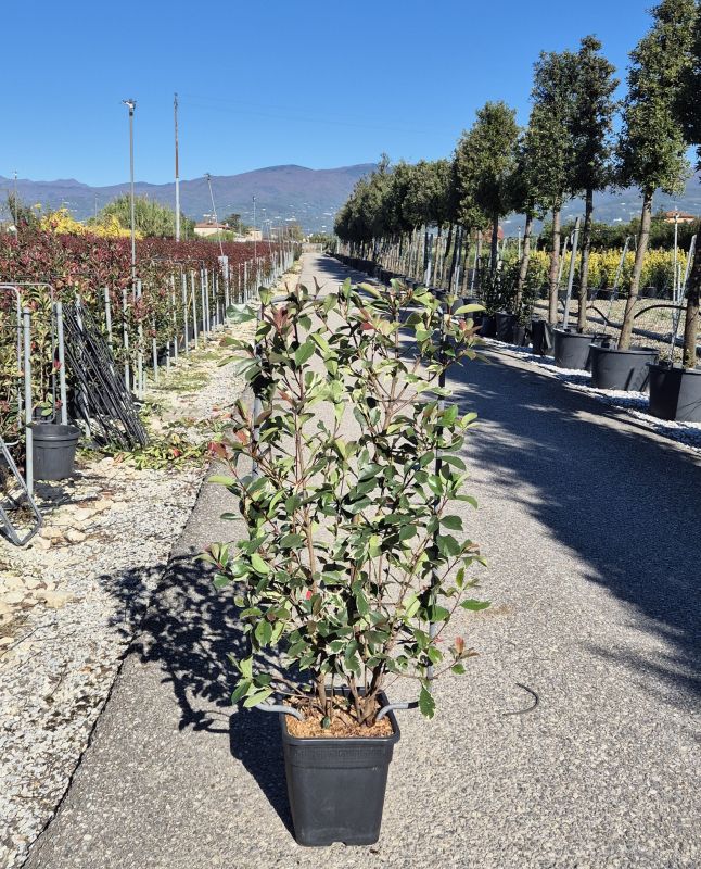 Das Bild klicken für Imagevergrößerung