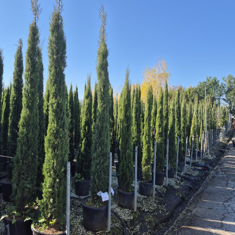 Clicca sulla foto per lo zoom