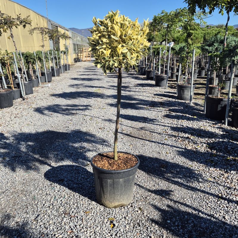 Clicca sulla foto per lo zoom