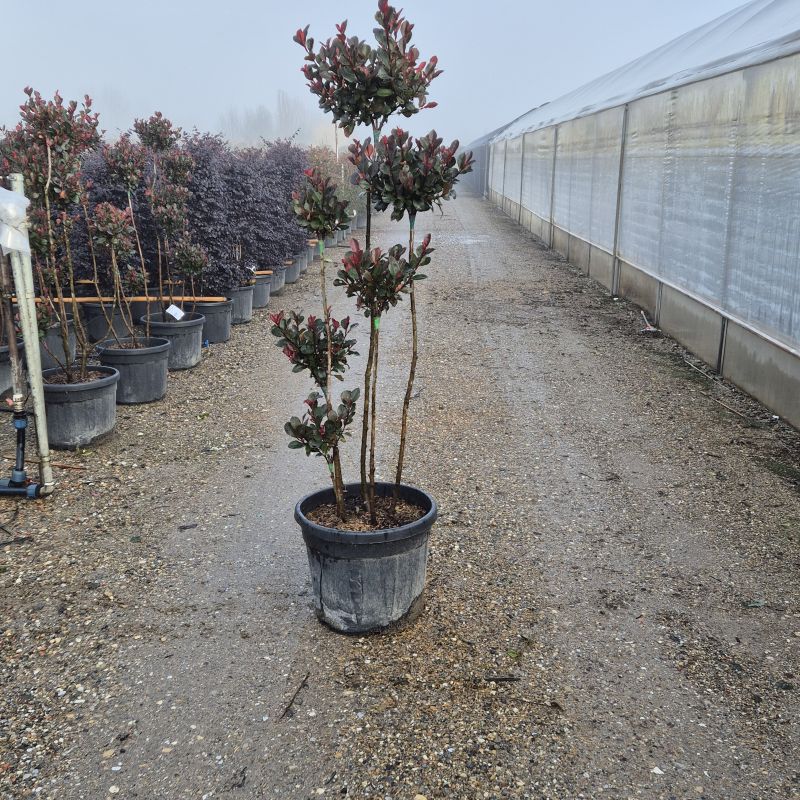 Das Bild klicken für Imagevergrößerung