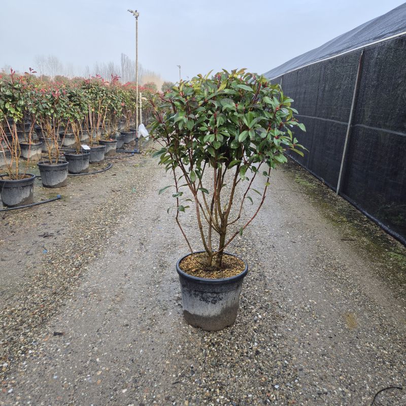 Clicca sulla foto per lo zoom