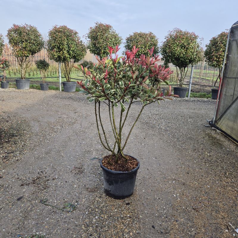 Click on the picture to zoom