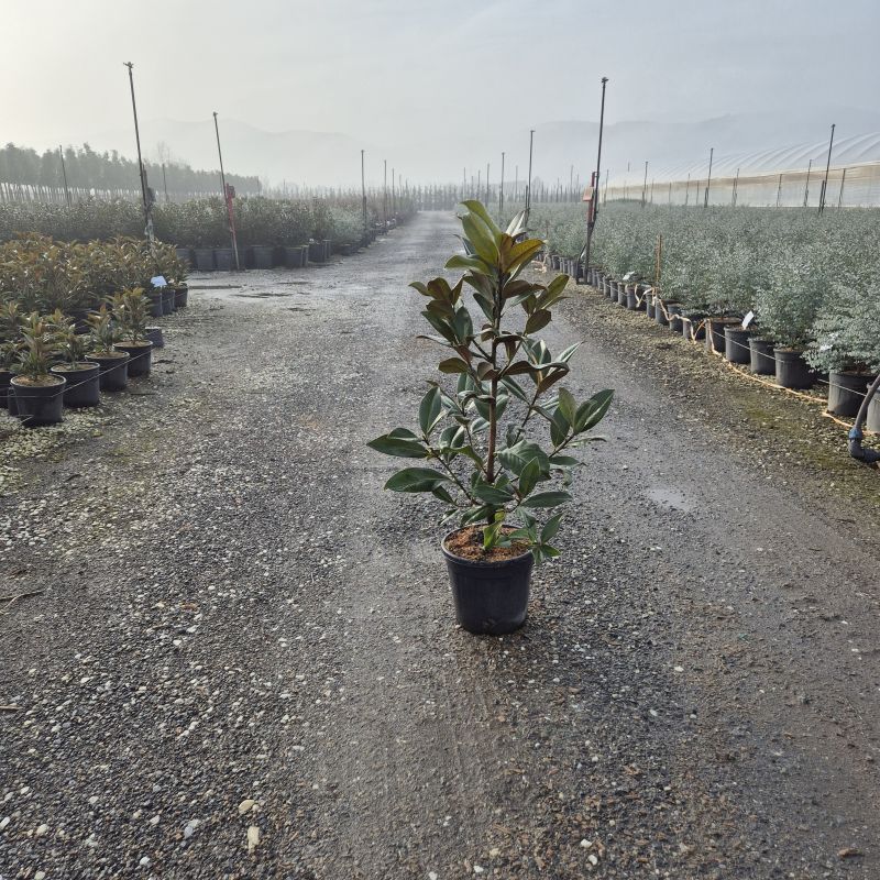 Das Bild klicken für Imagevergrößerung