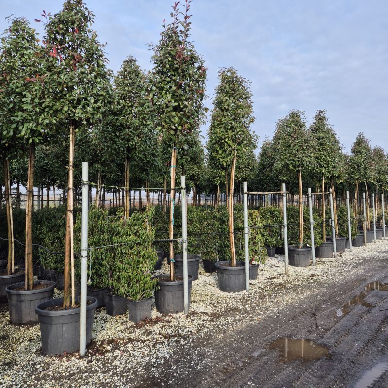 Clicca sulla foto per lo zoom