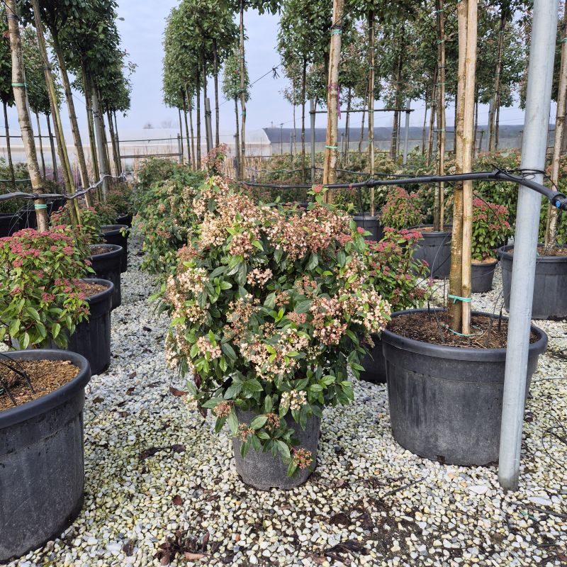 Das Bild klicken für Imagevergrößerung