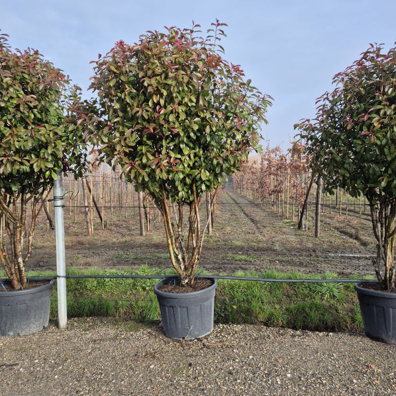 Cliquez sur la photo pour visualiser la présentation