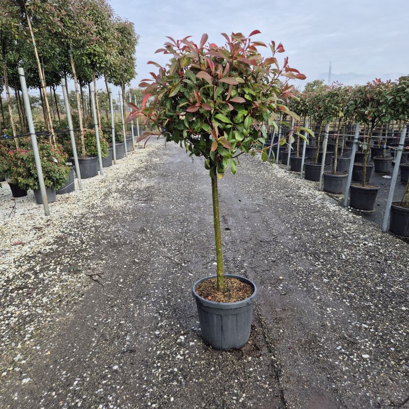 Clicca sulla foto per lo zoom