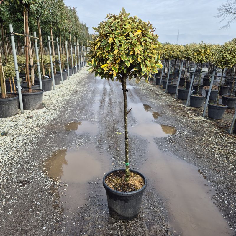 Clicca sulla foto per lo zoom