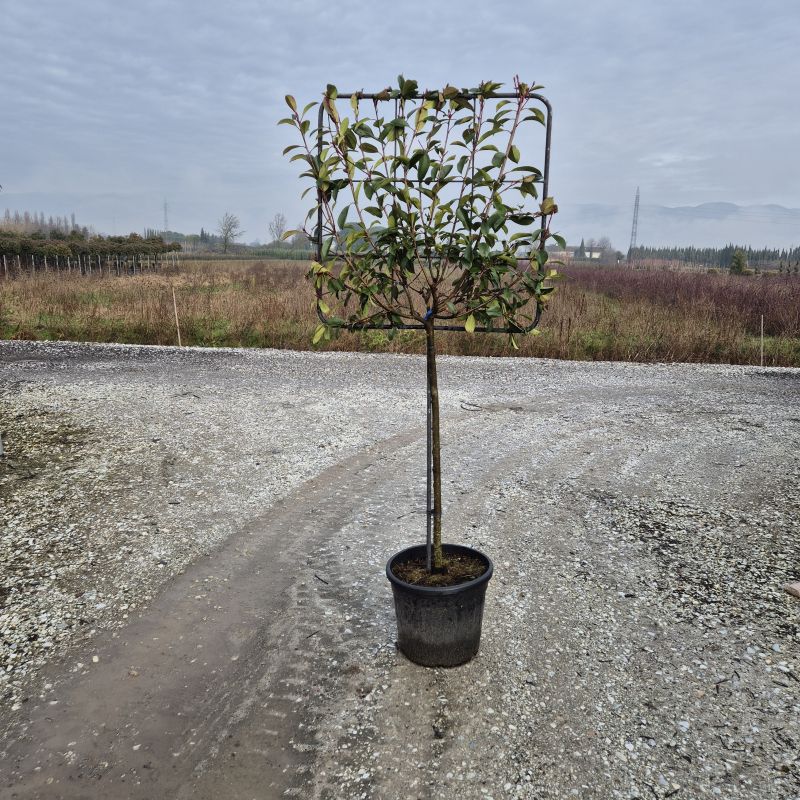 Clicca sulla foto per lo zoom