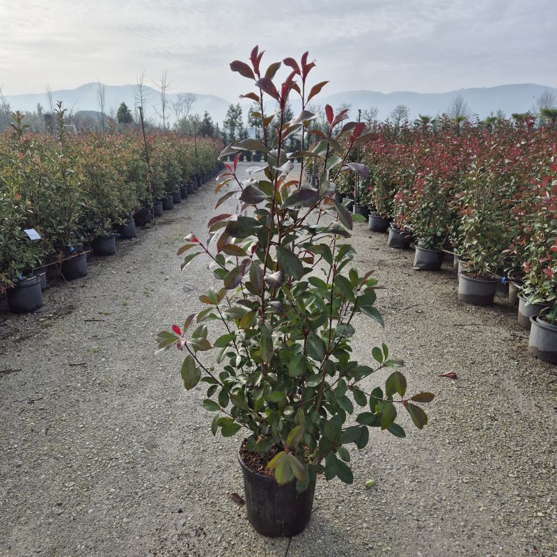 Clicca sulla foto per lo zoom