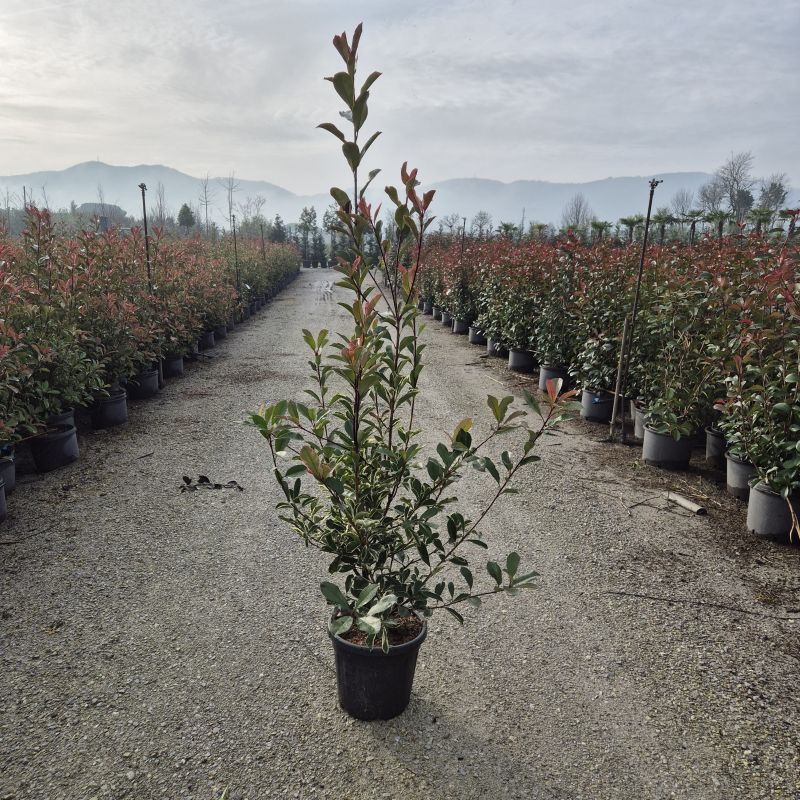 Das Bild klicken für Imagevergrößerung