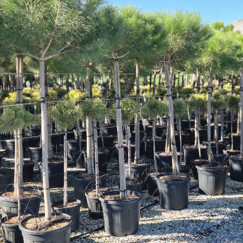 Das Bild klicken für Imagevergrößerung