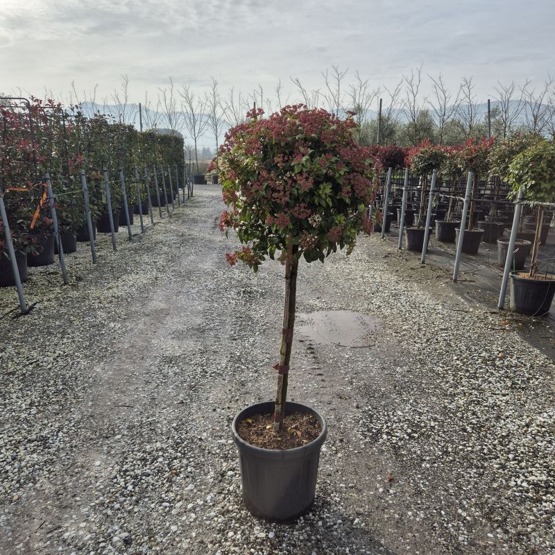 Clicca sulla foto per lo zoom