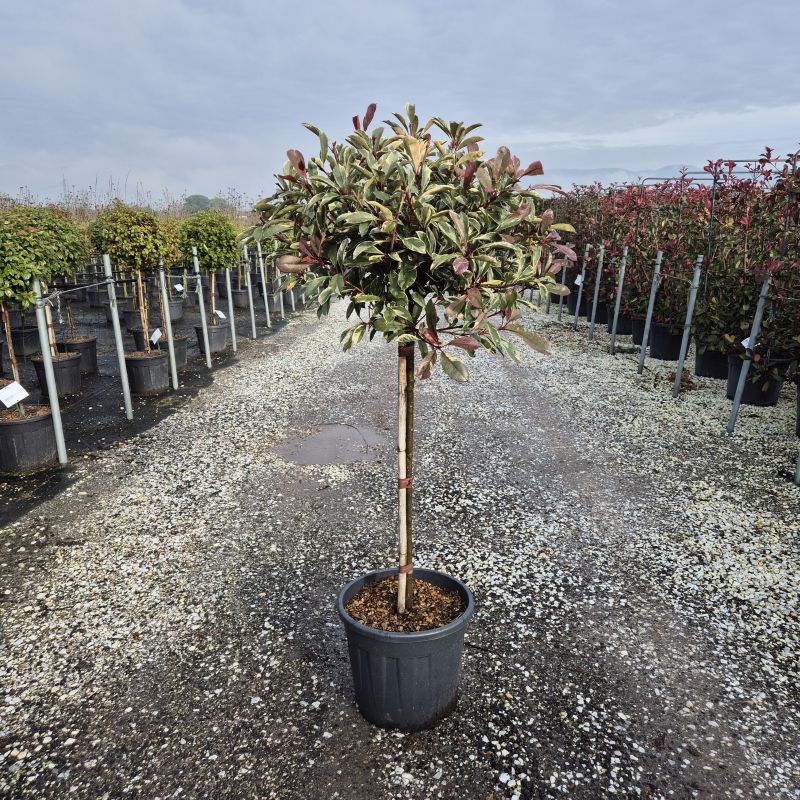 Clicca sulla foto per lo zoom