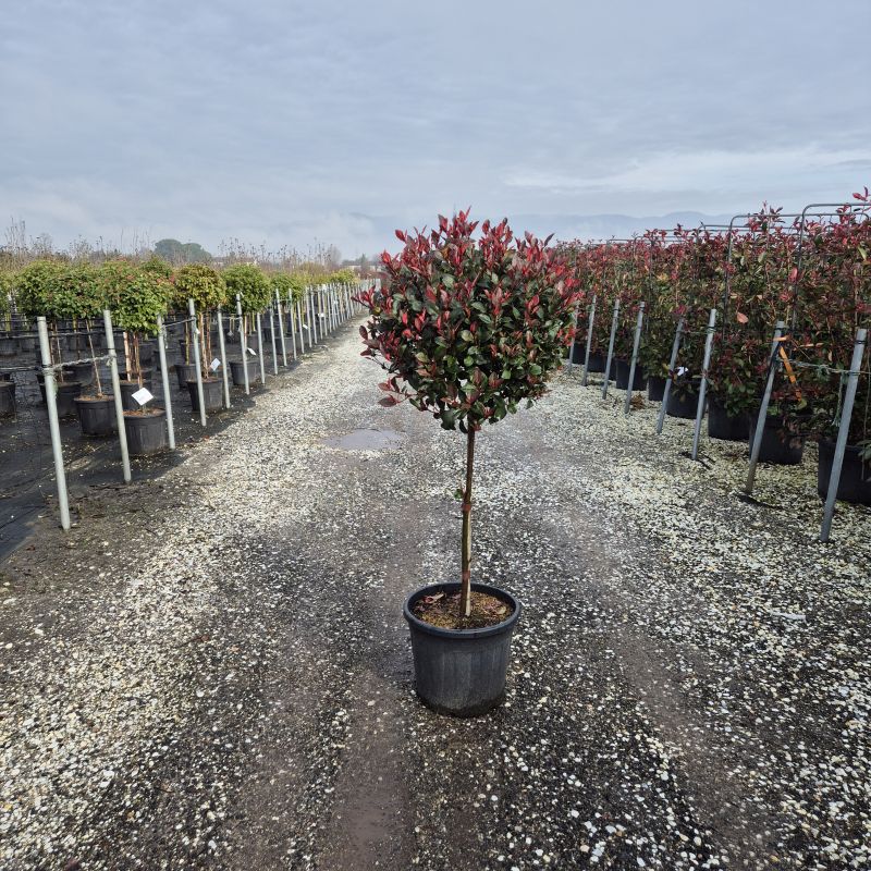 Das Bild klicken für Imagevergrößerung