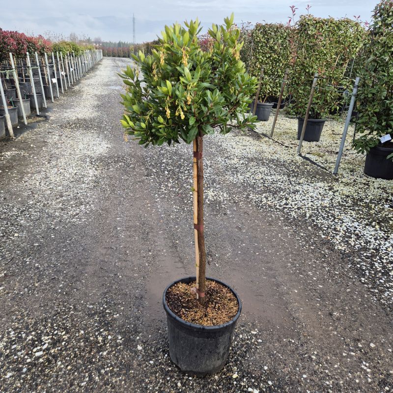 Clicca sulla foto per lo zoom