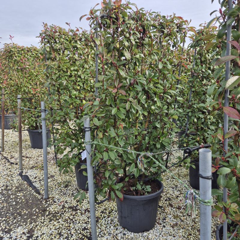 Clicca sulla foto per lo zoom