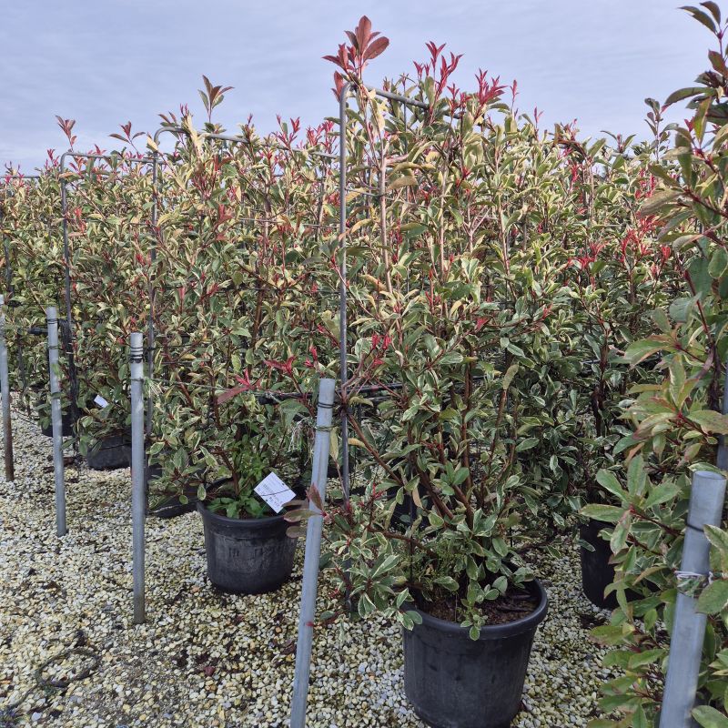 Das Bild klicken für Imagevergrößerung