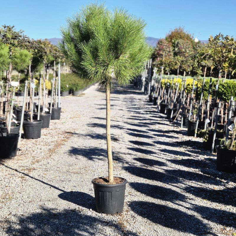 Clicca sulla foto per lo zoom