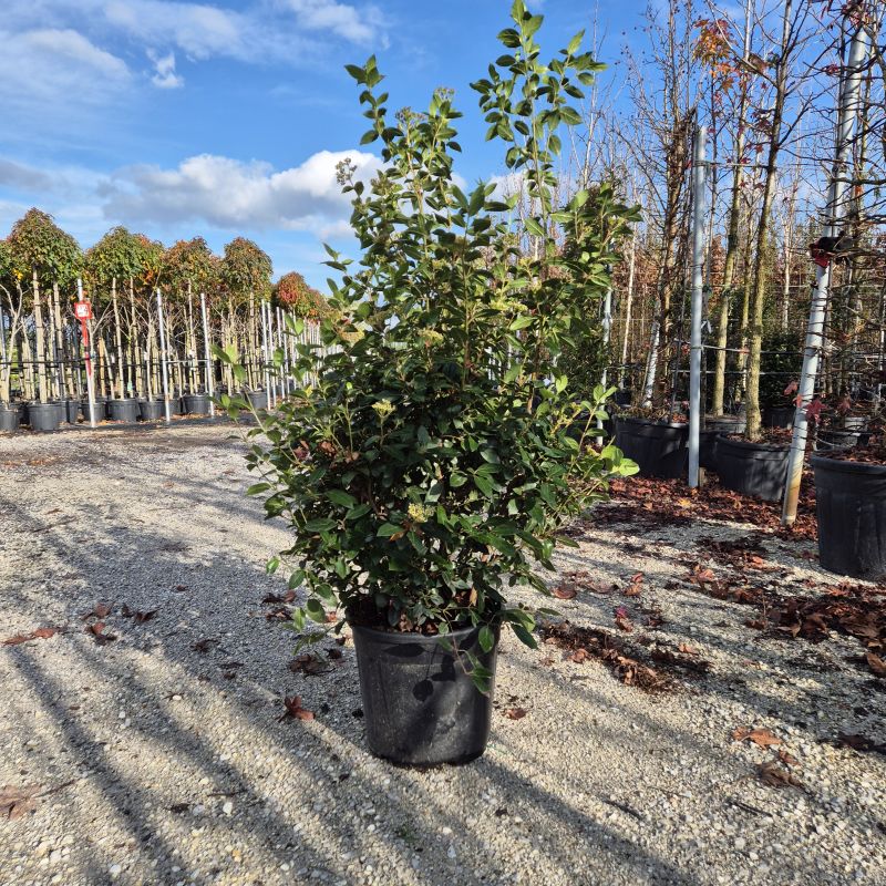 Clicca sulla foto per lo zoom