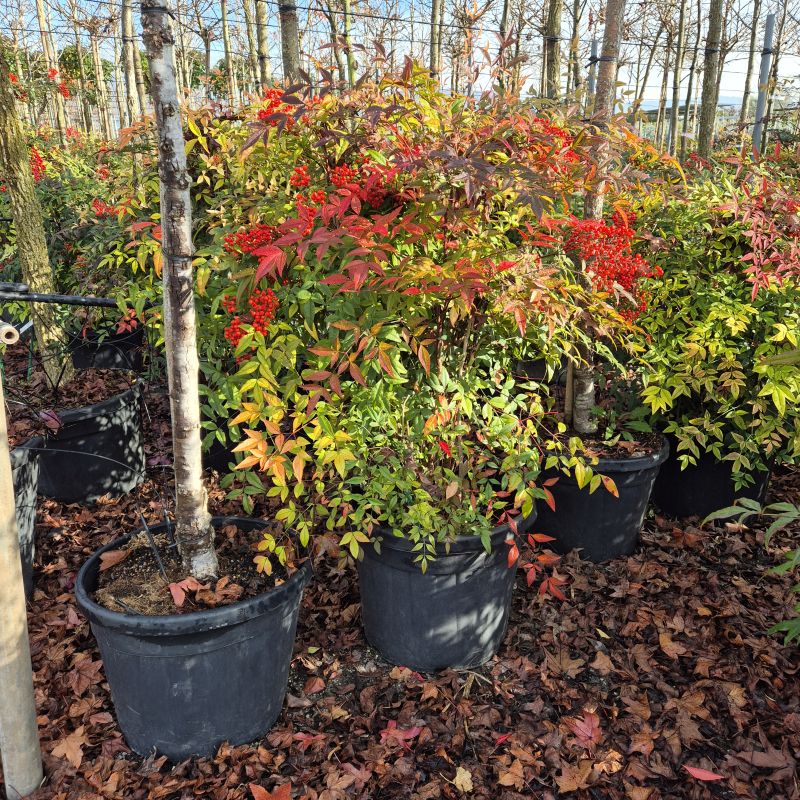 Cliquez sur la photo pour visualiser la présentation