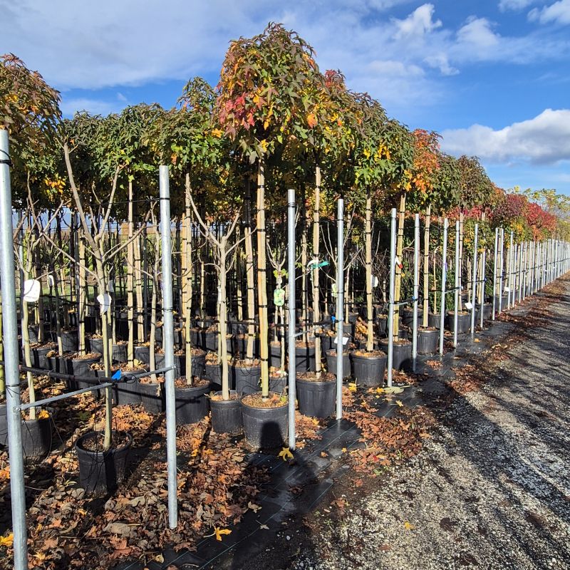 Cliquez sur la photo pour visualiser la présentation