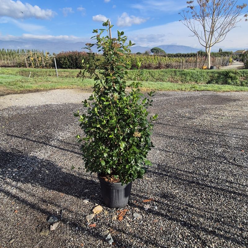 Click on the picture to zoom