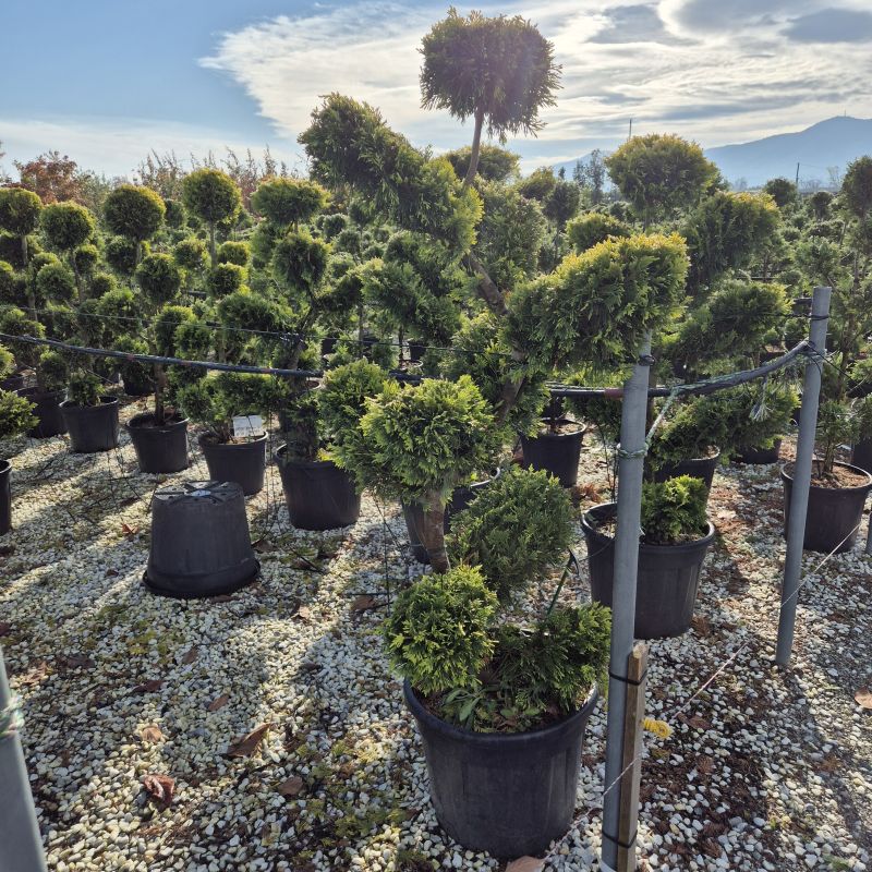 Click on the picture to zoom