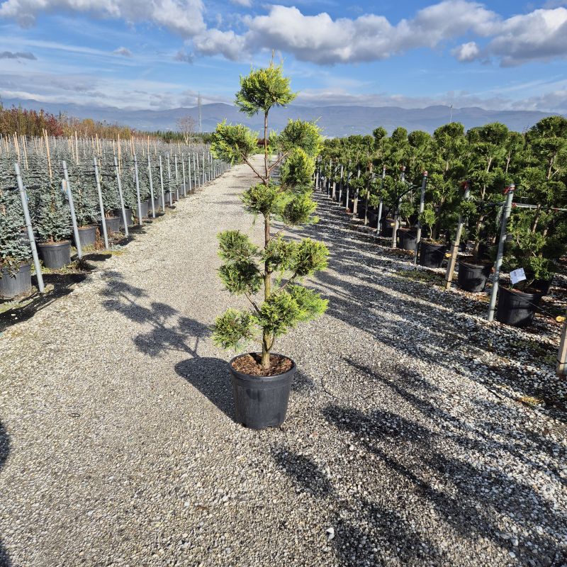 Das Bild klicken für Imagevergrößerung