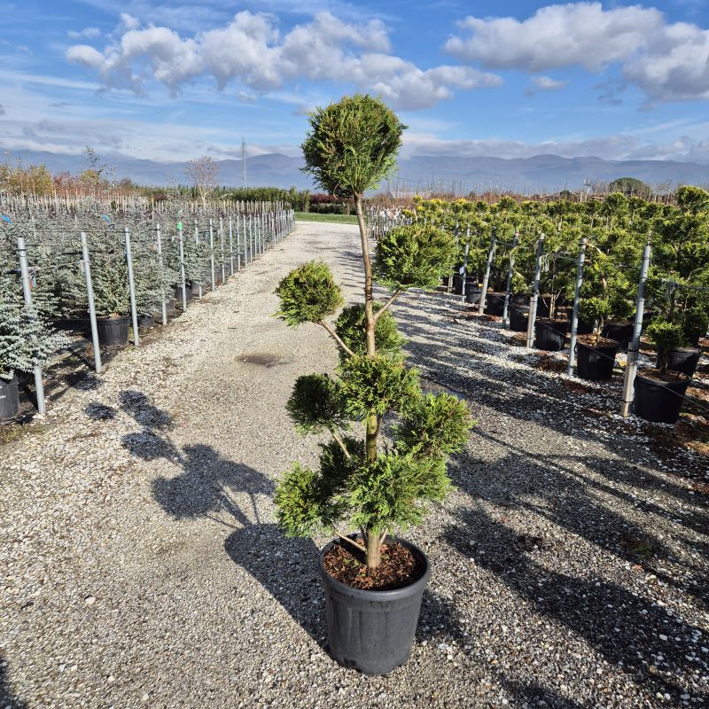 Clicca sulla foto per lo zoom