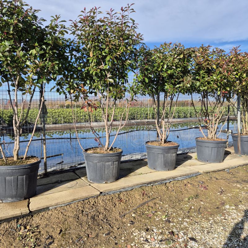 Clicca sulla foto per lo zoom