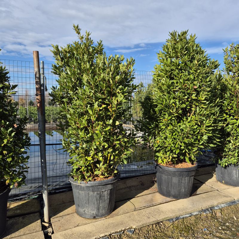 Clicca sulla foto per lo zoom